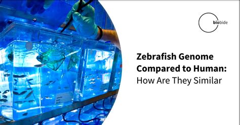 how are zebra fish similar to humans